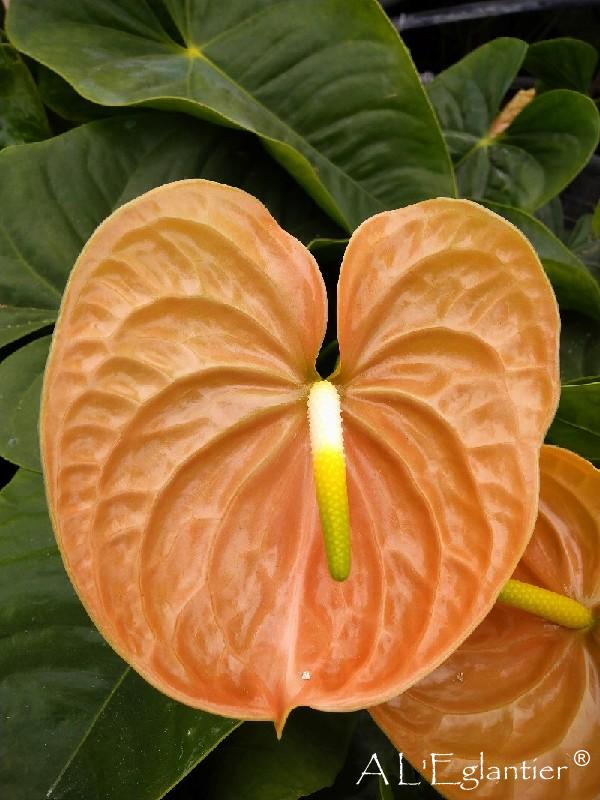 Anthurium Terra