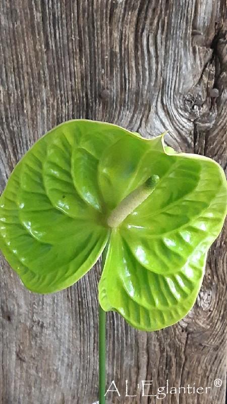 Anthurium Grand Slam