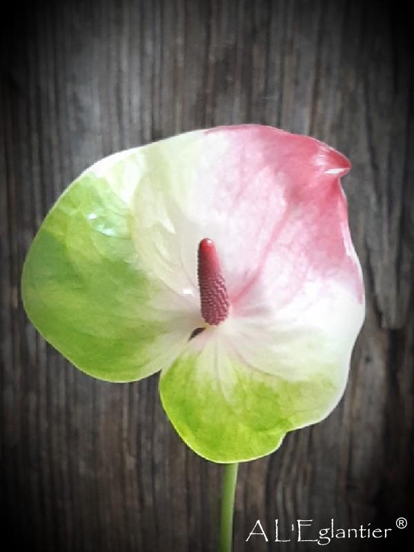Anthurium Zafira