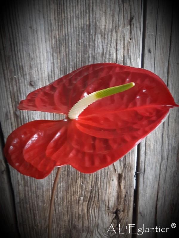 Anthurium Tropic Night