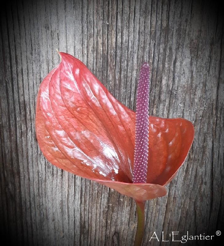 Anthurium Cantello