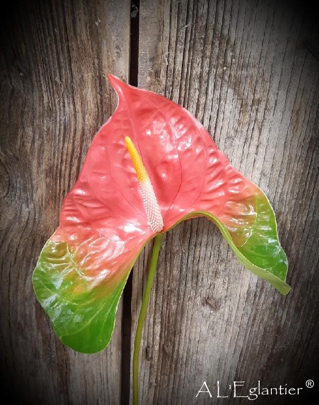 Anthurium Pink Jesolo