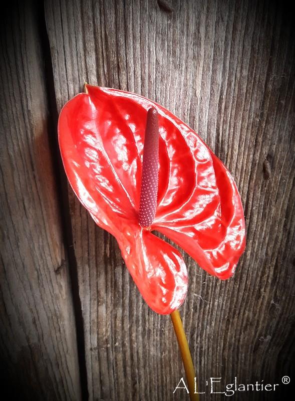 Anthurium Impulz