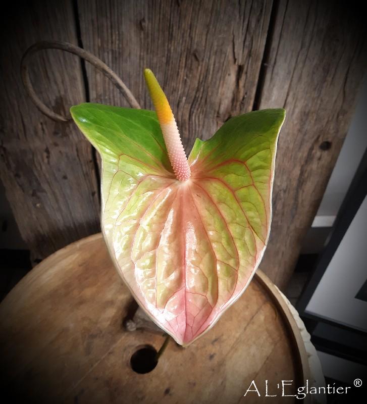 Anthurium Lucardi