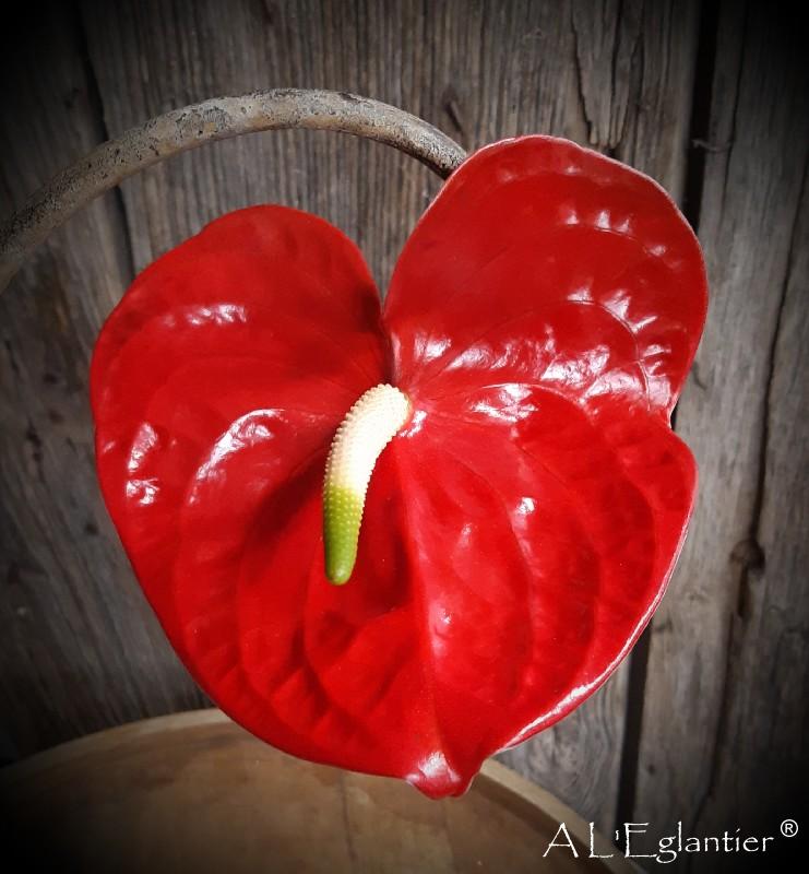 anthurium calisto