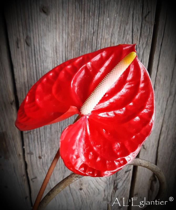 anthurium Rambla