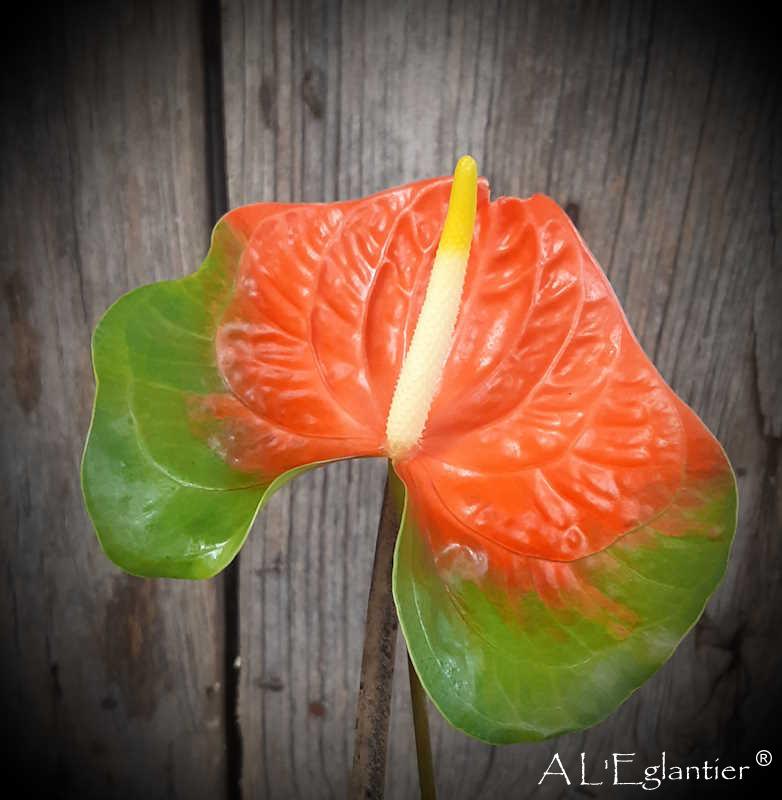 anthurium Tivoli