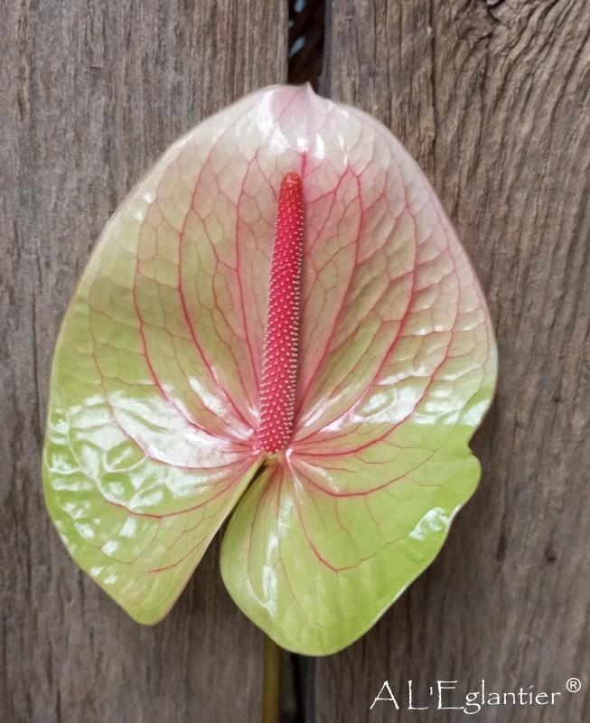 anthurium danielle