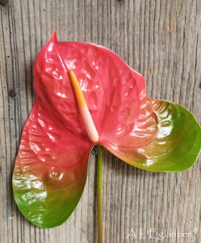 anthurium jesolo