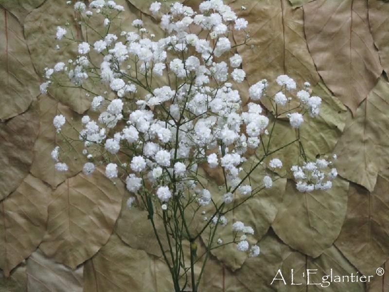 Gypsophile Pa Xlence