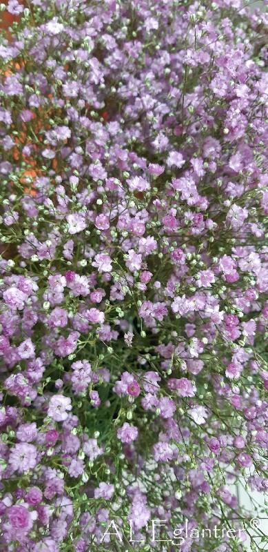 Gypsophile Pa My Rose