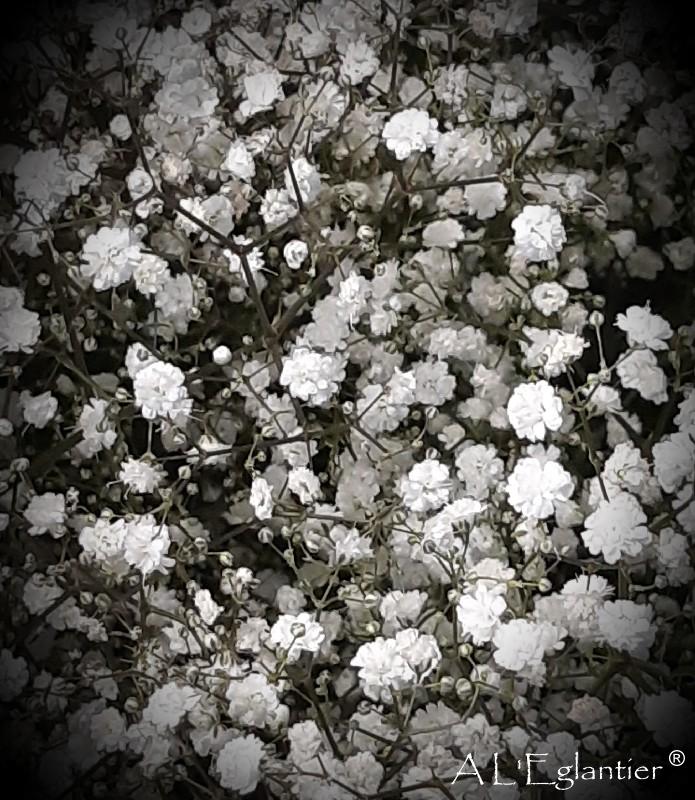 Gypsophille Pa Cosmic 30 g