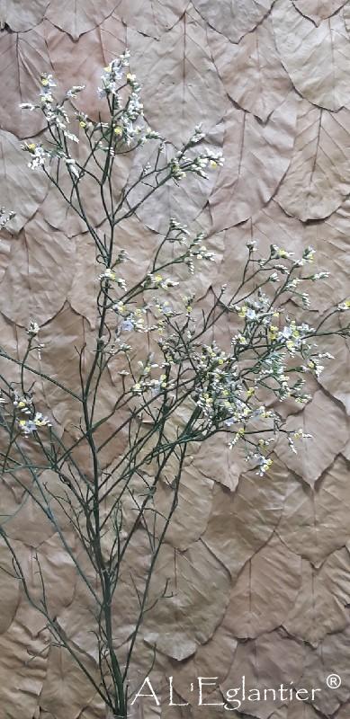 Limonium Sin China Blanc