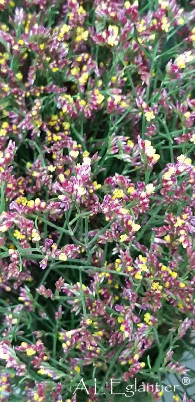 Limonium Sin China Rouge