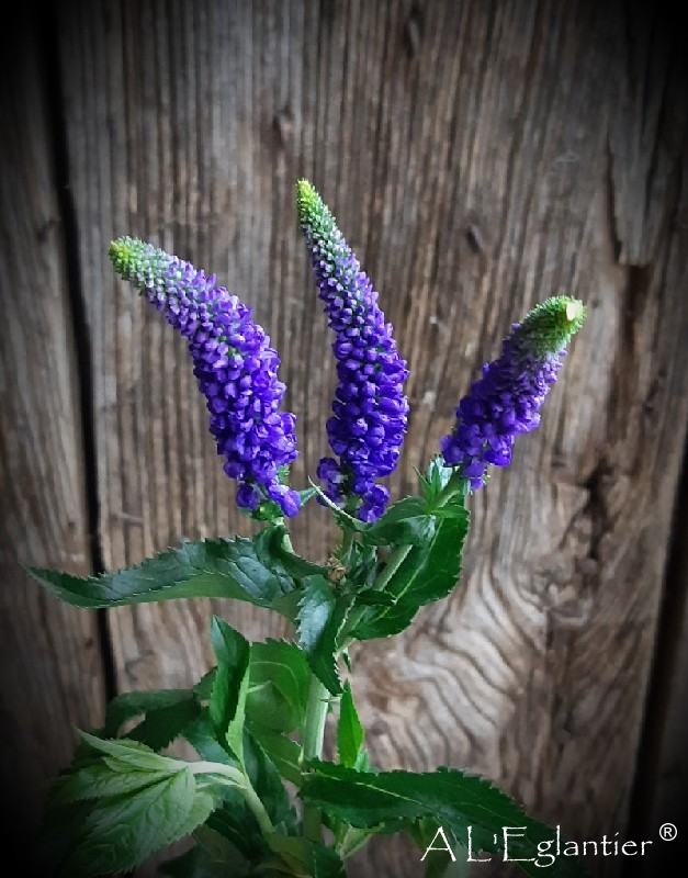 Veronique Smart Artist