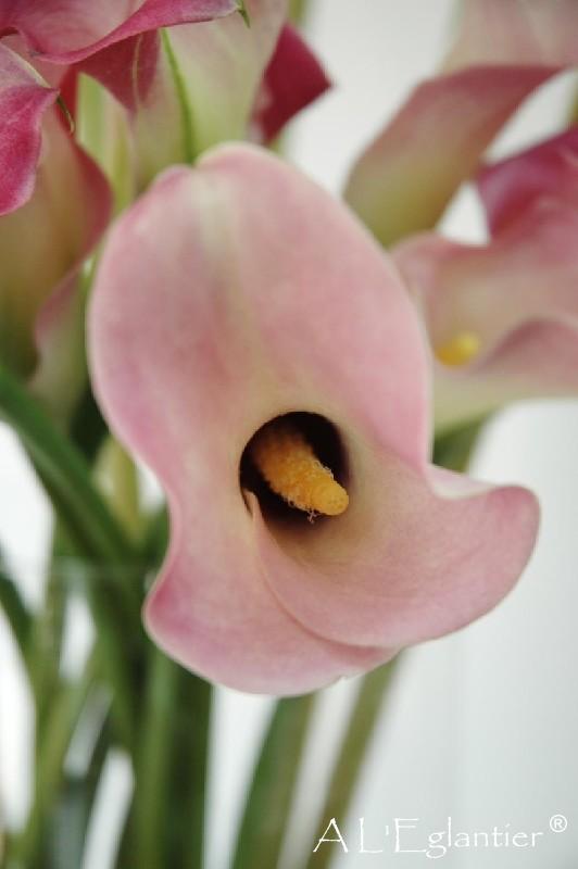 Calla Captain Rosette