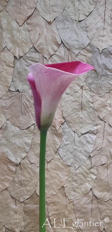 Calla Captain Romance