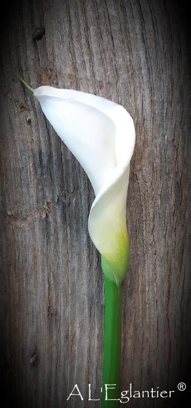 Calla Colombe