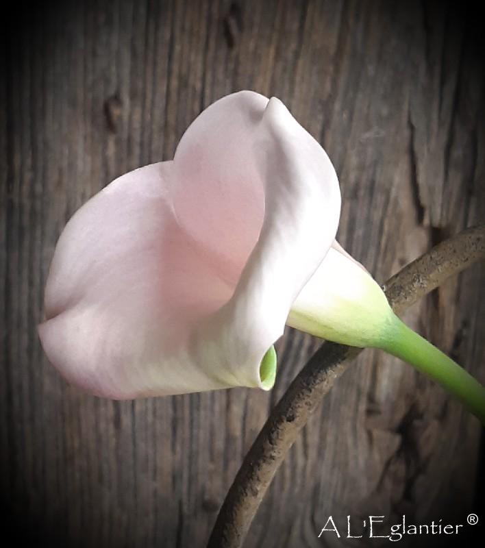 Calla Blushing Lady