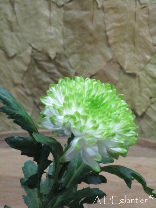 Chrysantheme Zembla Line