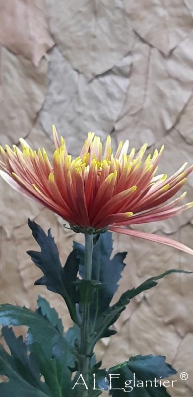 Chrysantheme Saffina Dark