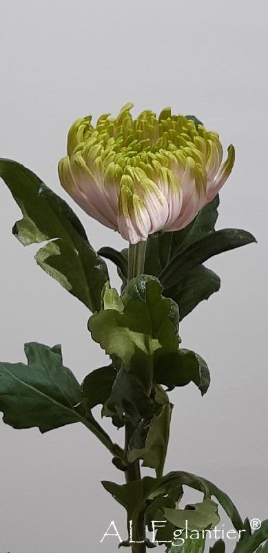 Chrysantheme Rossano Charlotte