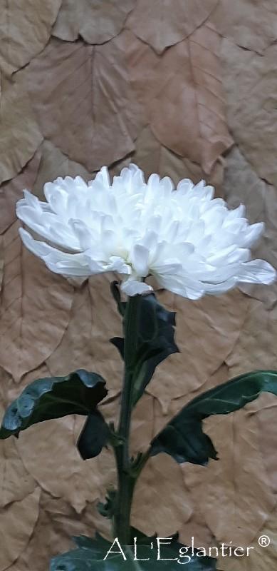 Chrysantheme Antonov blanc