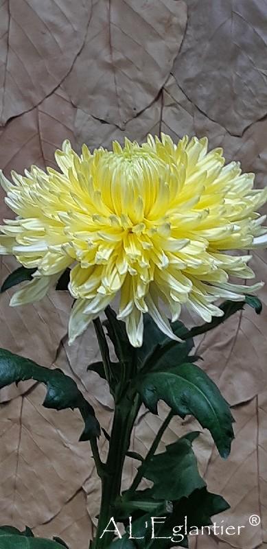 Chrysantheme Magnum Jaune