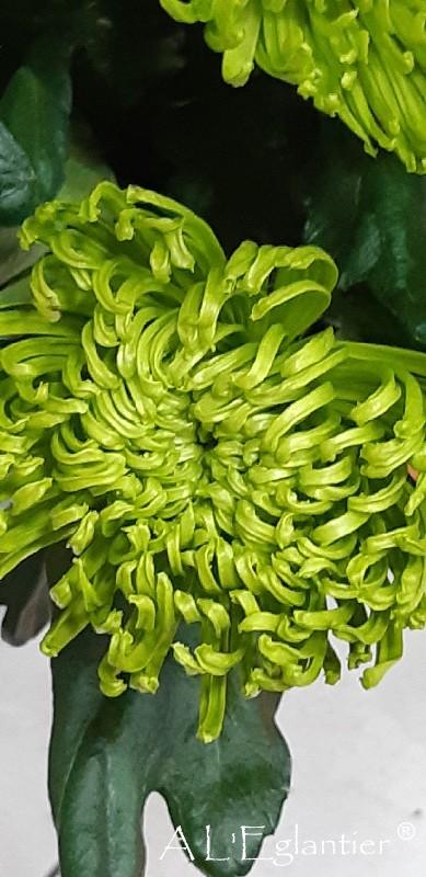 Chrysantheme deco Anastasia D Green