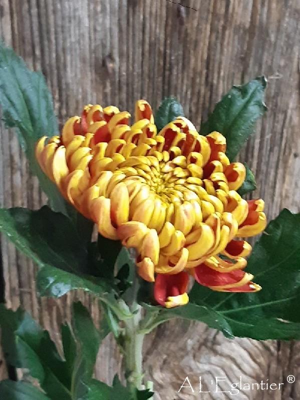 Chrysantheme Fuego