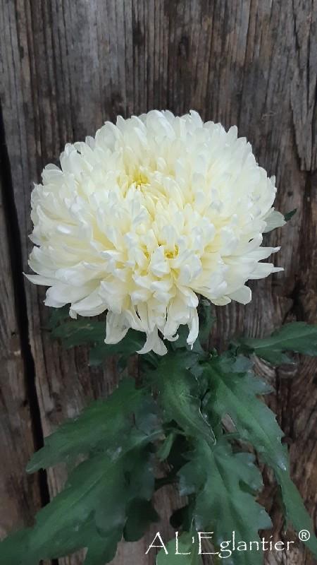 Chrysantheme Shoesmith