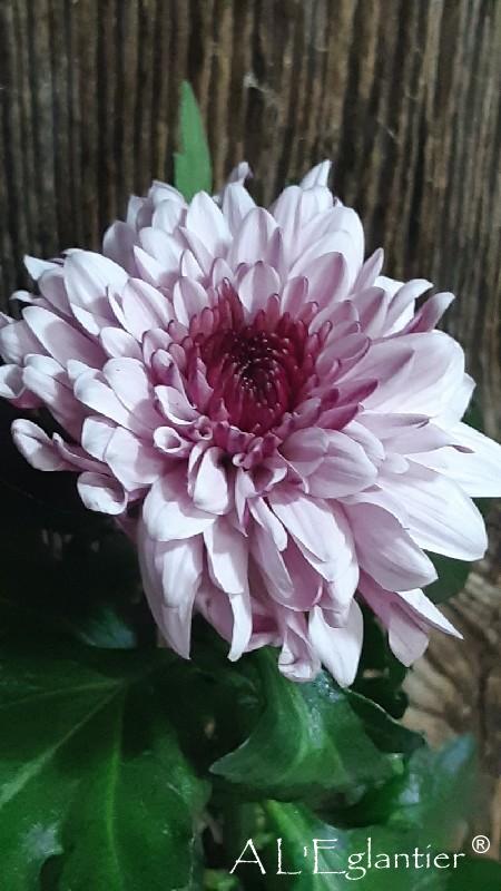 Chrysantheme Pip Pretty