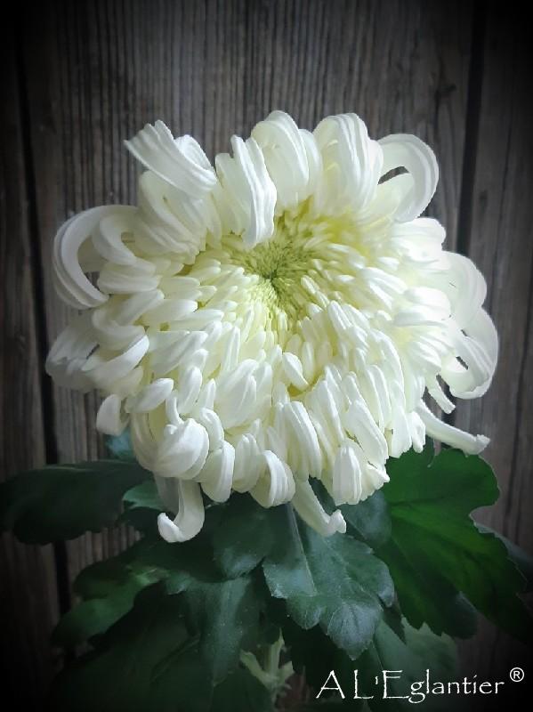 Chrysantheme vienna white