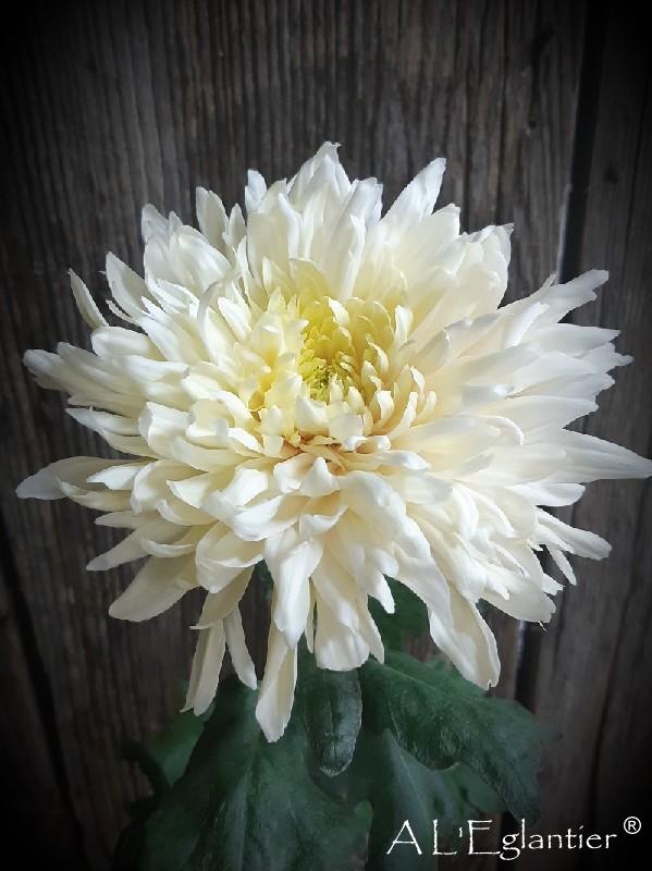 Chrysantheme Avignon