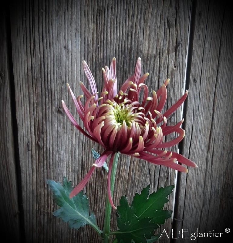 Chrysantheme Baltazar flame