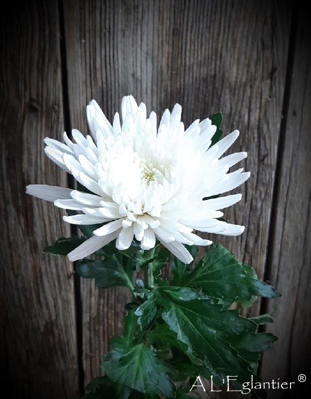 Chrysantheme Topspin