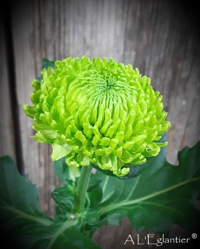 Chrysantheme deco Alemani