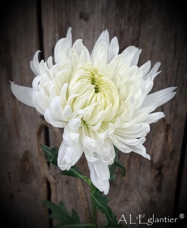 Chrysantheme Magnum sp