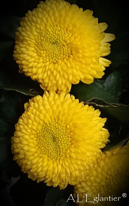chrysantheme g Brasiliana