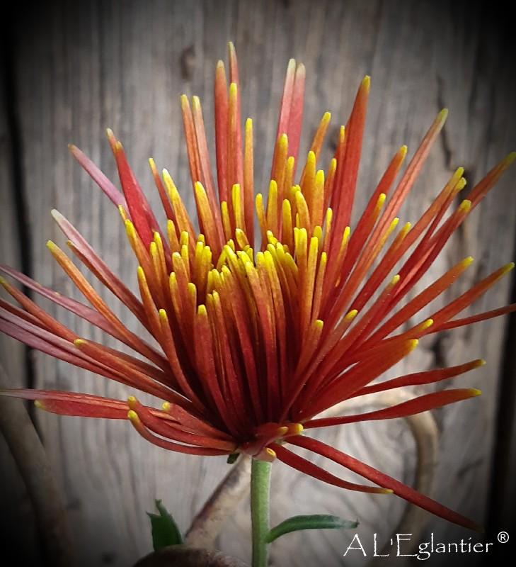 Chrysantheme Chispas