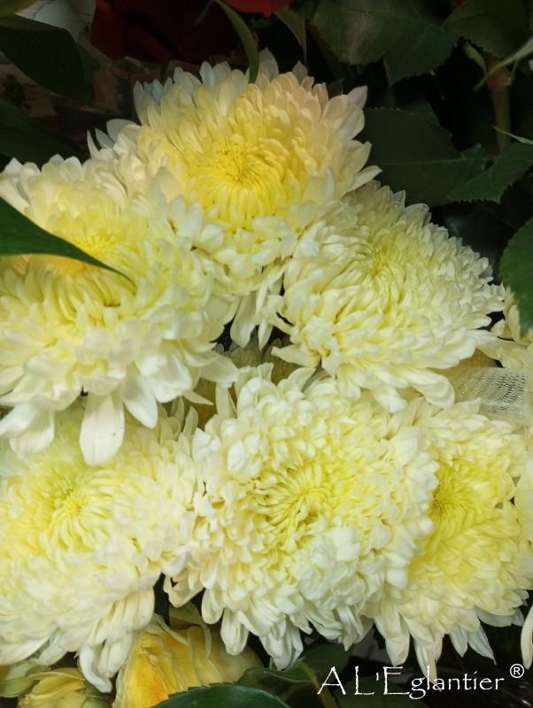 chrysantheme philadelphia