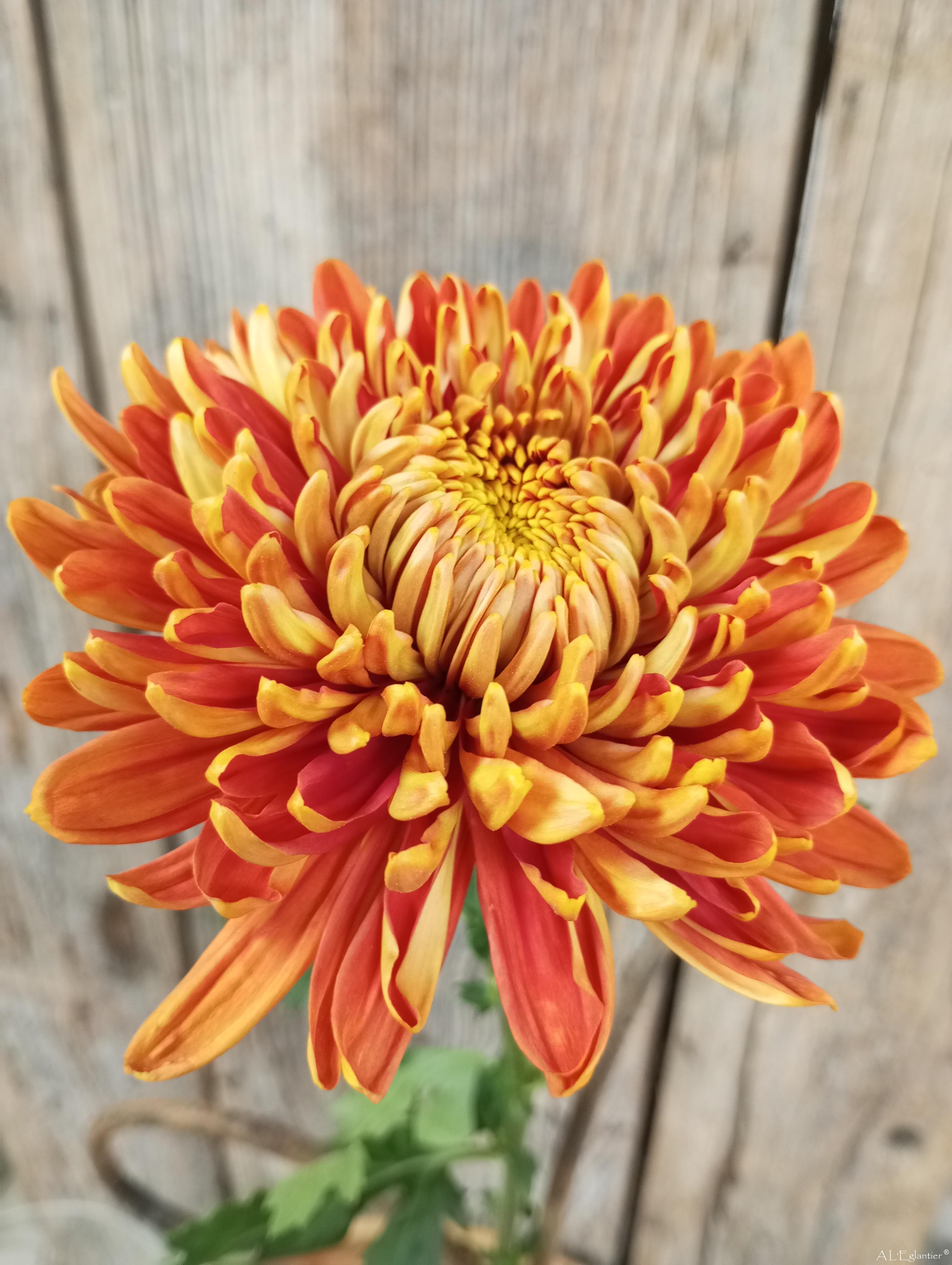 chrysantheme cooper bronce