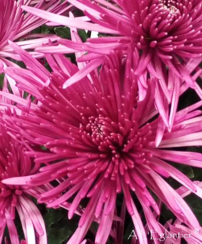 chrysantheme anastasia purple