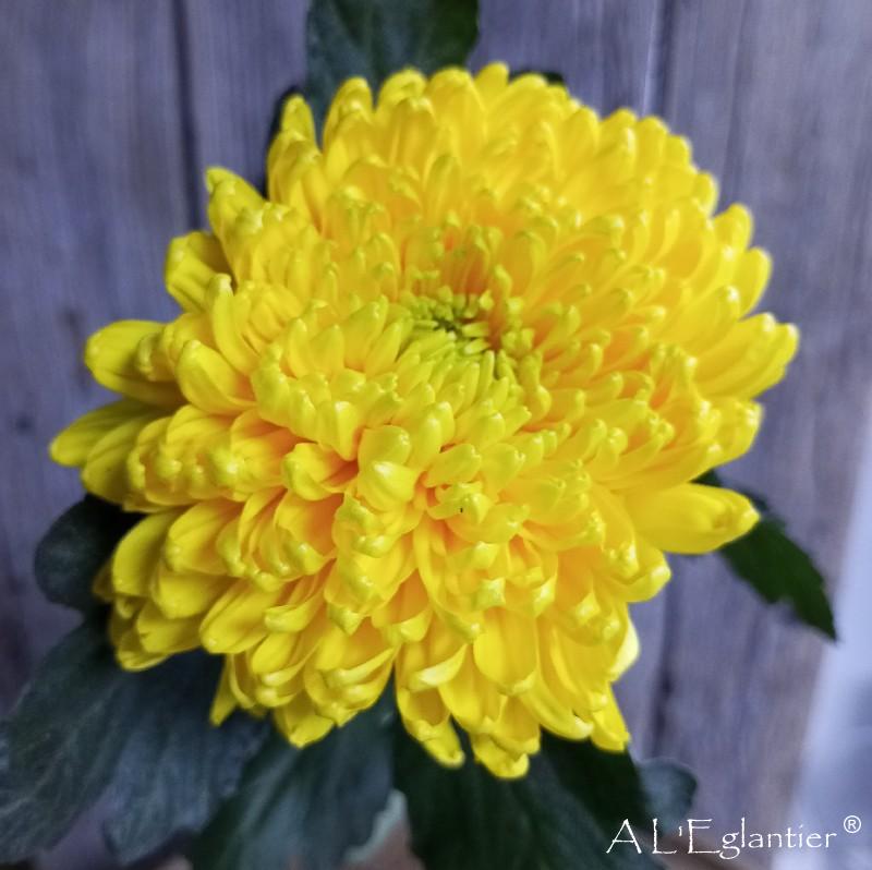 chrysantheme g victor Rowe