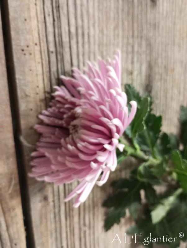 chrysantheme roy pink