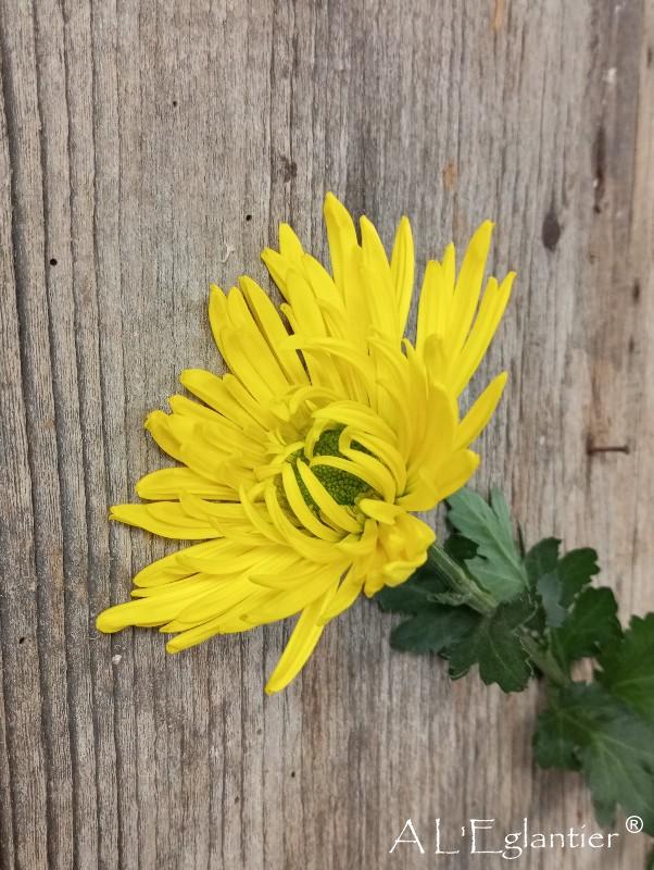 chrysantheme transition