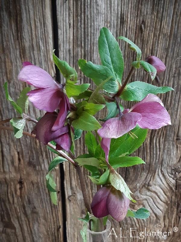 Helleborus queens red