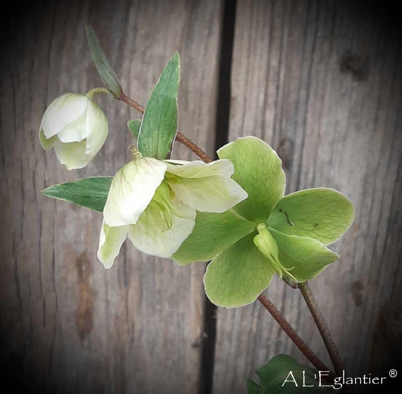 helleborus Magnific bells sp
