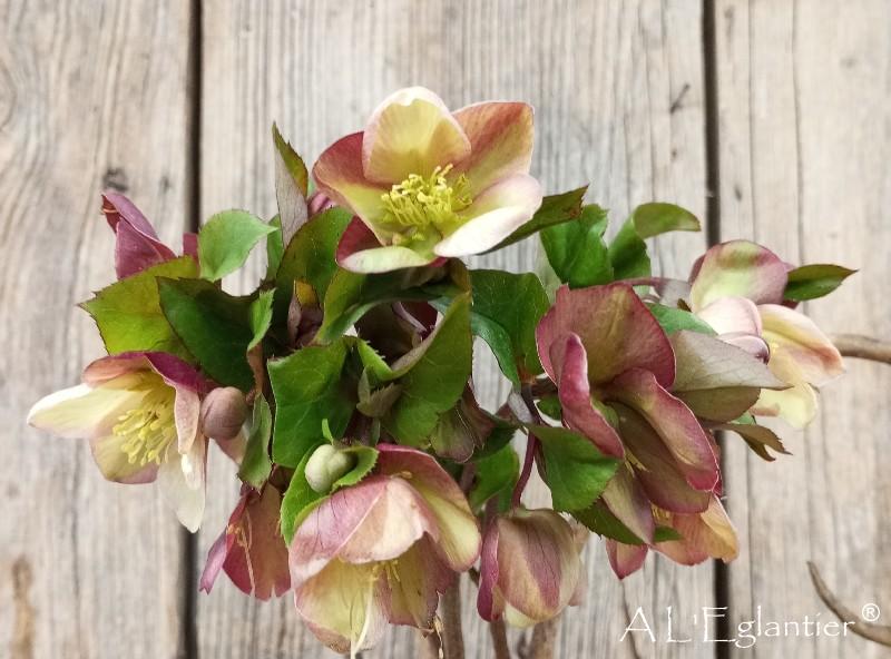 Helleborus mamouth rose spaf