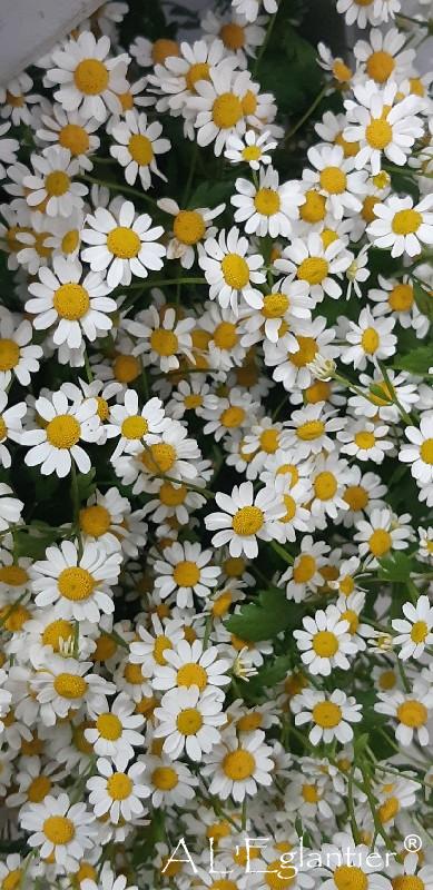 Matricaire Pa Single Vegmo